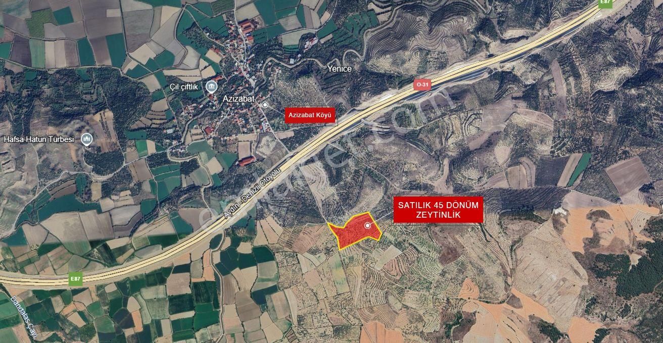Karacasu Yenice Mevkiinde 45 Dönüm Satılık Zeytin Bahçesi - Görsel 22