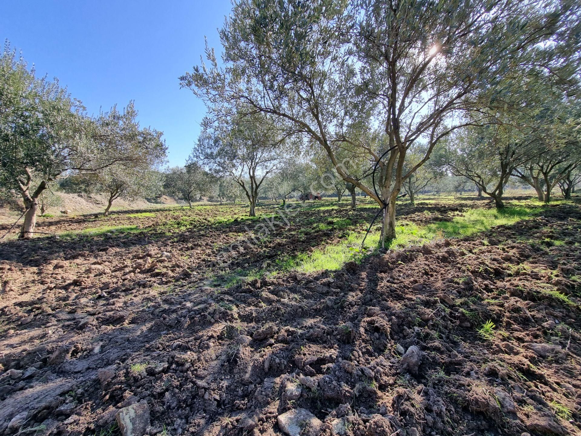 Karacasu Yenice Mevkiinde 45 Dönüm Satılık Zeytin Bahçesi - Görsel 2