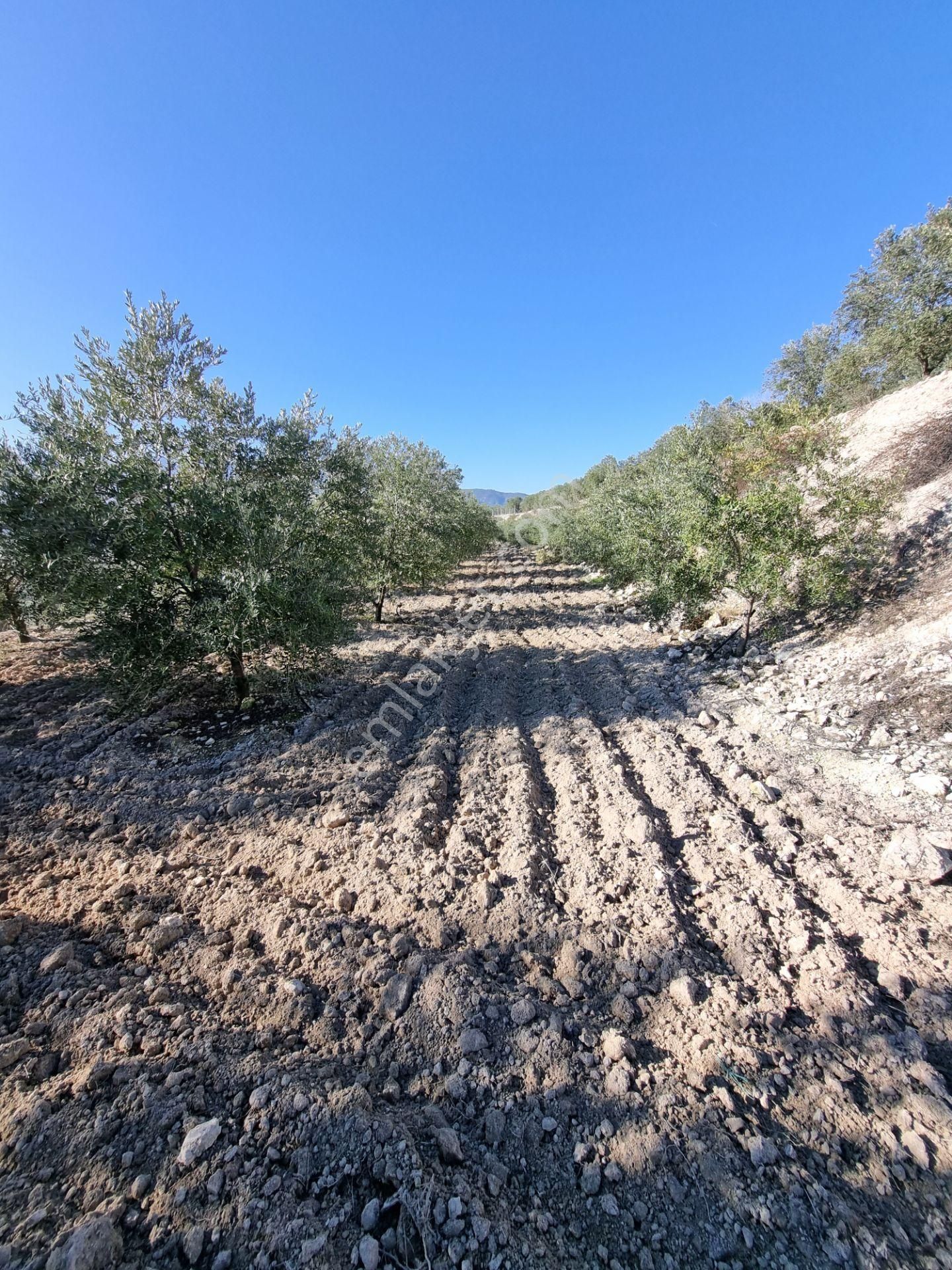 Karacasu Yenice Mevkiinde 45 Dönüm Satılık Zeytin Bahçesi - Görsel 12