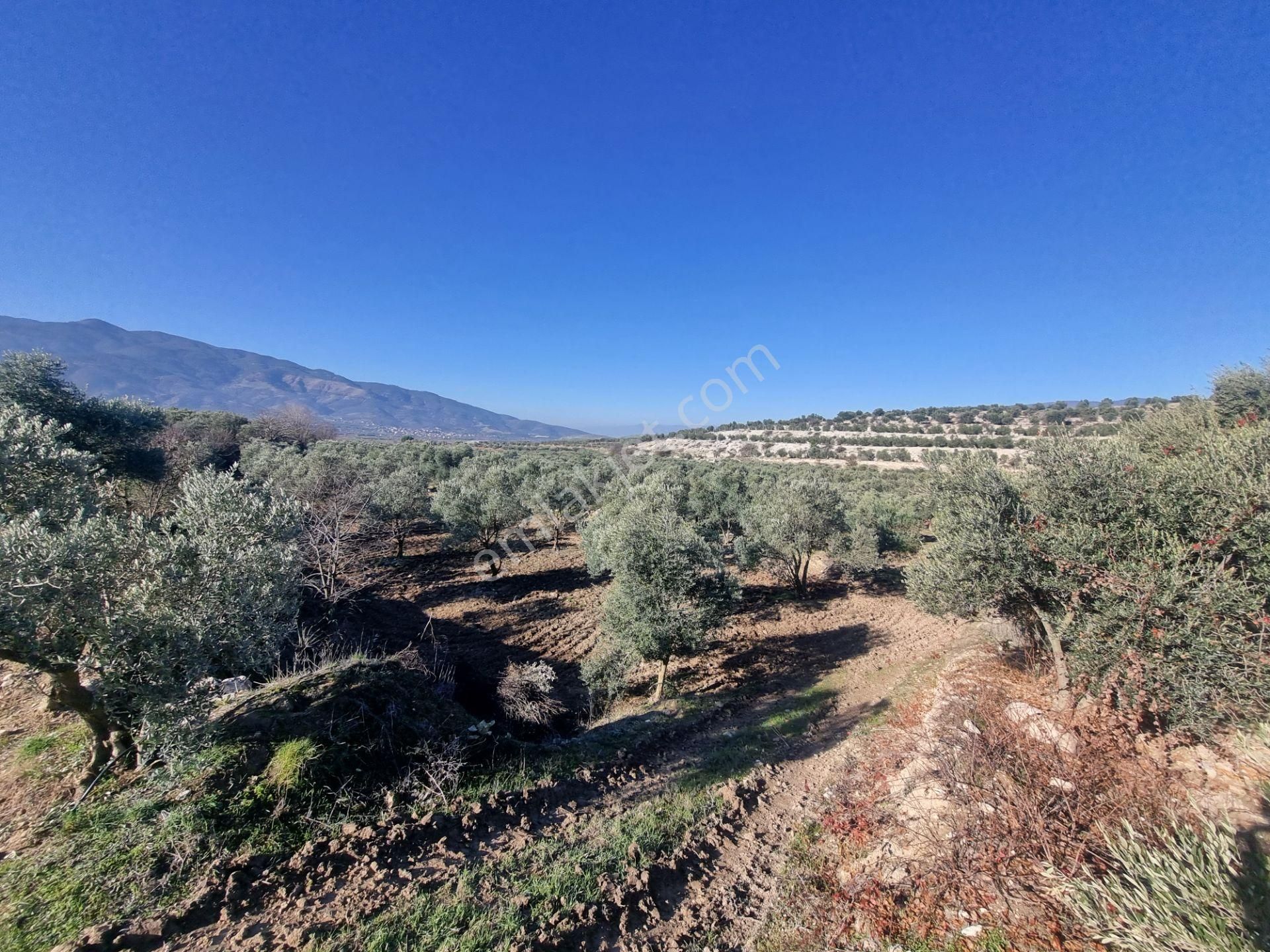 Karacasu Yenice Mevkiinde 45 Dönüm Satılık Zeytin Bahçesi - Görsel 10