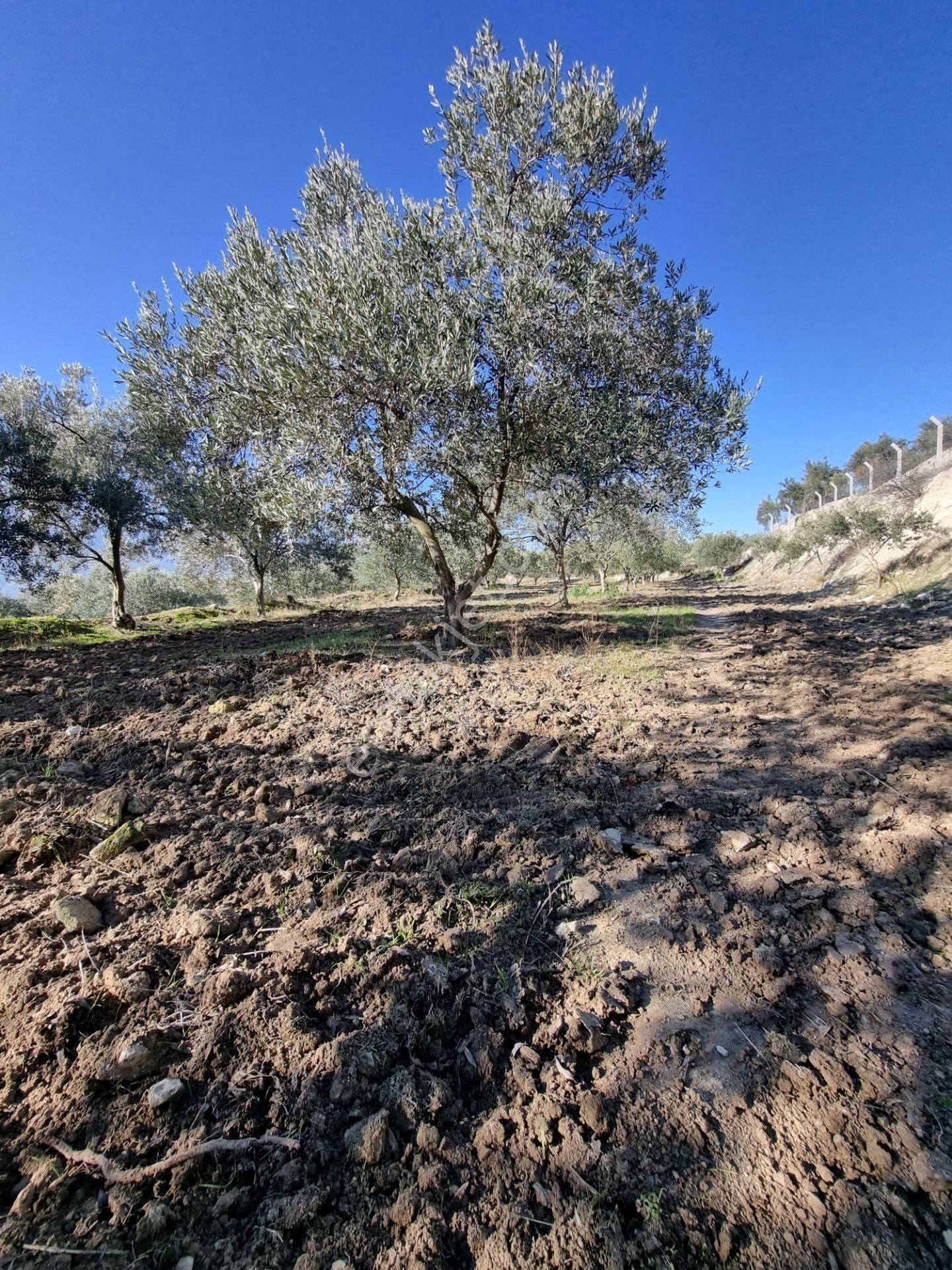 Karacasu Yenice Mevkiinde 45 Dönüm Satılık Zeytin Bahçesi - Görsel 15
