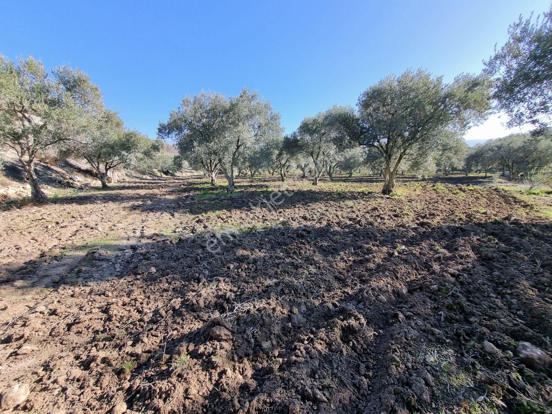 Karacasu Yenice Mevkiinde 45 Dönüm Satılık Zeytin Bahçesi - Görsel 14