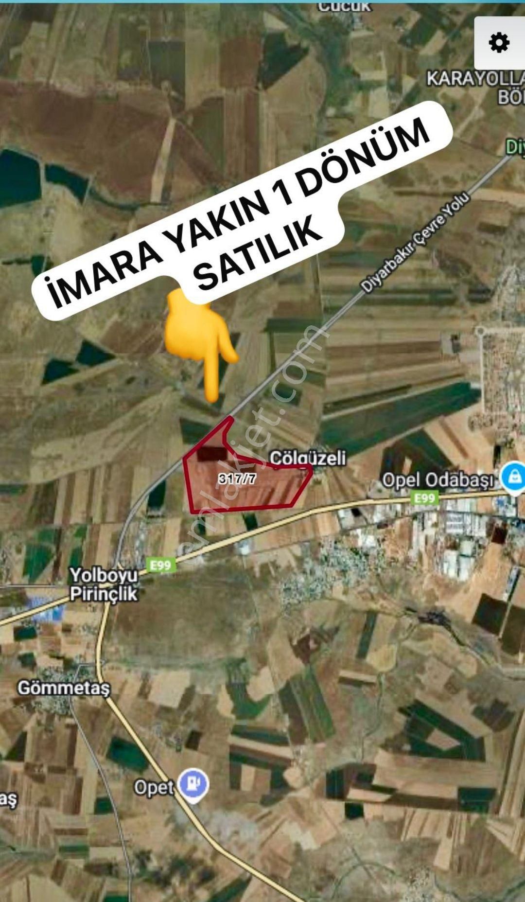 Çölgüzeli317/7