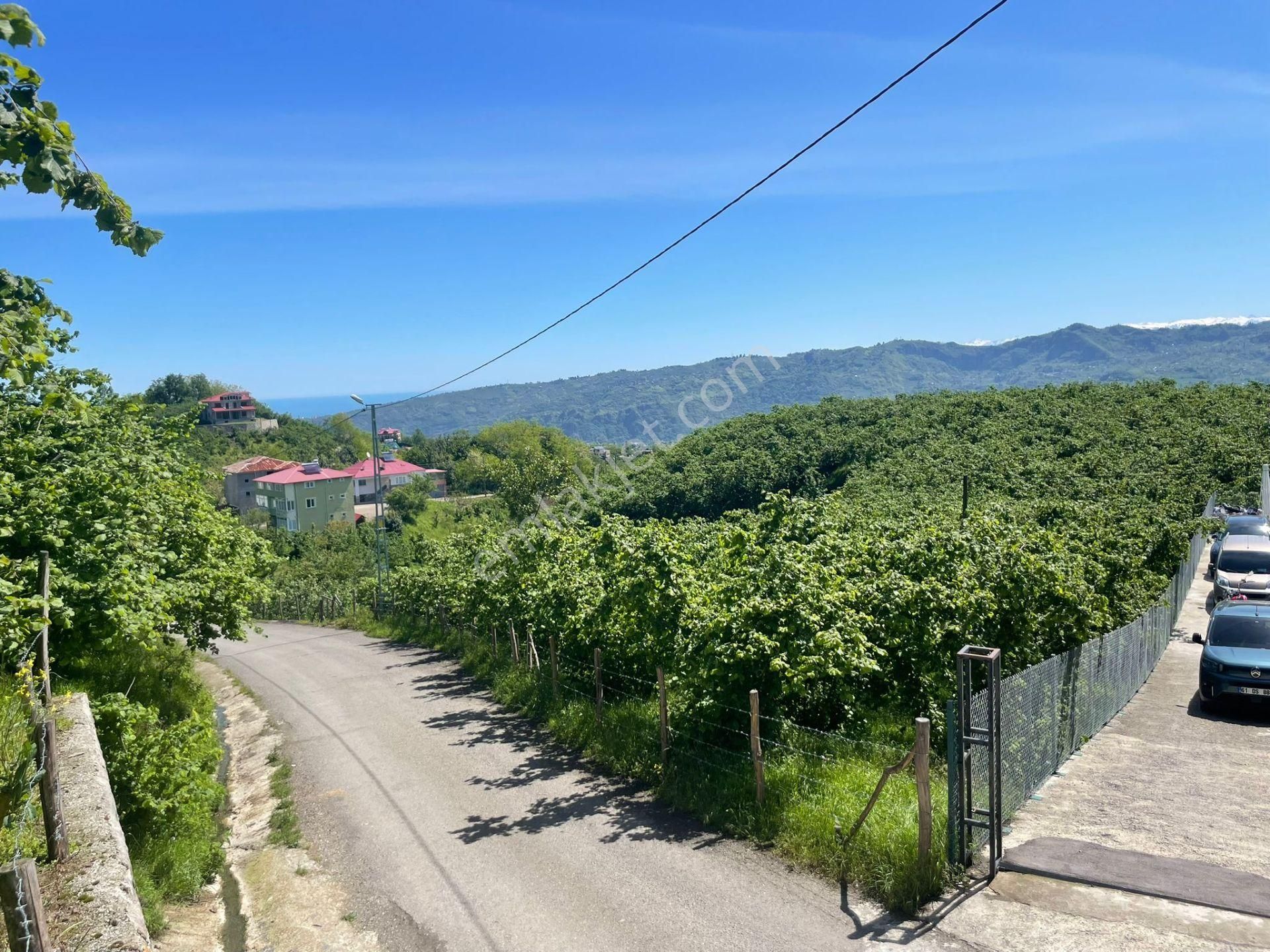 Ortahisar Tos Mahallesinde Satılık Düz Fındıklık Arazi - Görsel 4