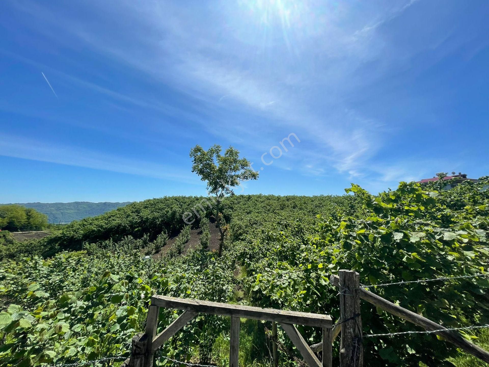 Ortahisar Tos Mahallesinde Satılık Düz Fındıklık Arazi - Görsel 2