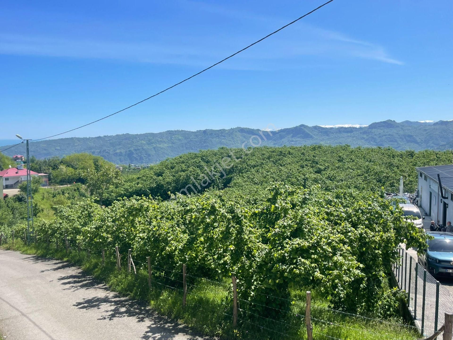 Ortahisar Tos Mahallesinde Satılık Düz Fındıklık Arazi - Görsel 6