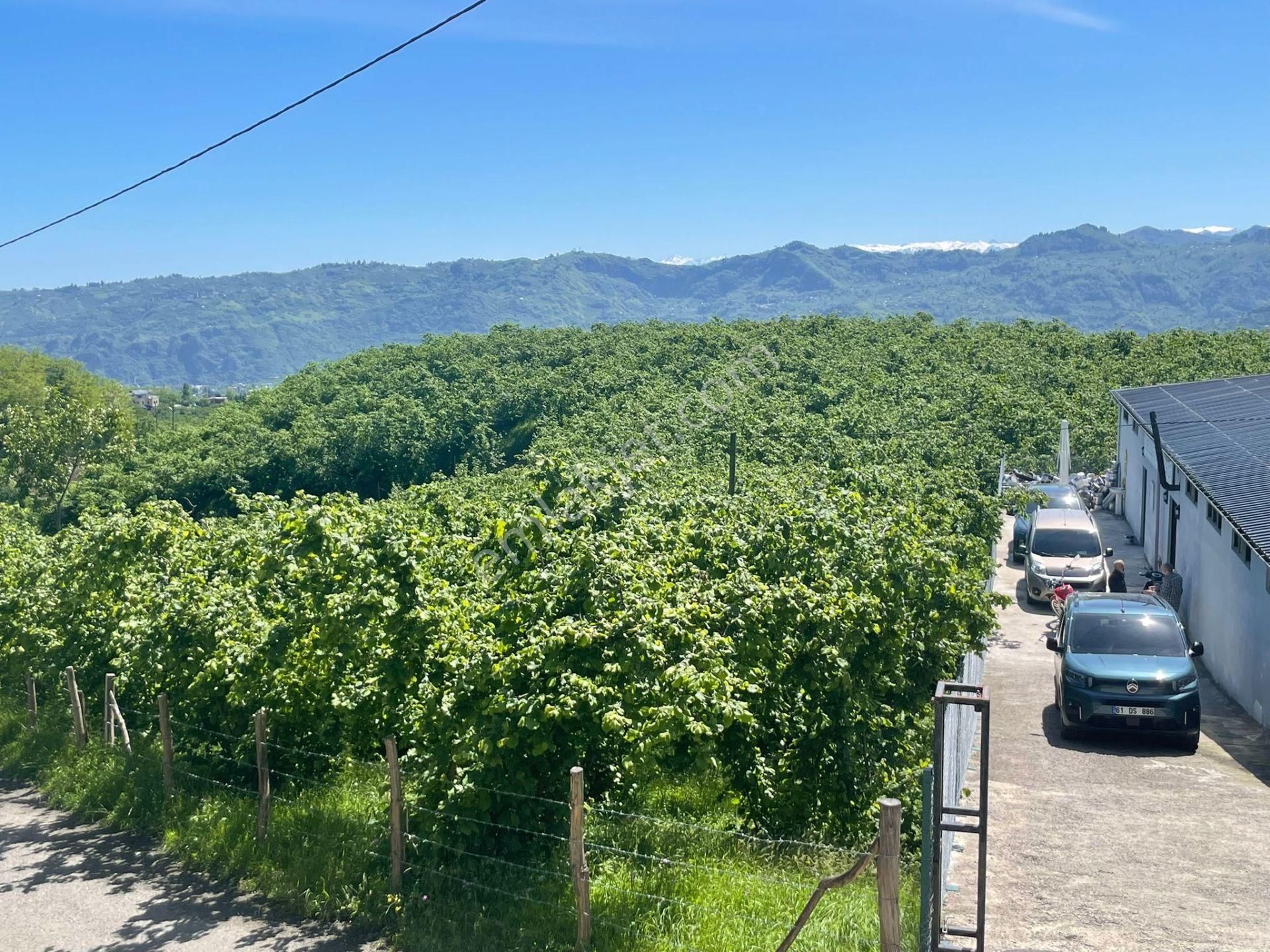 Ortahisar Tos Mahallesinde Satılık Düz Fındıklık Arazi - Görsel 10