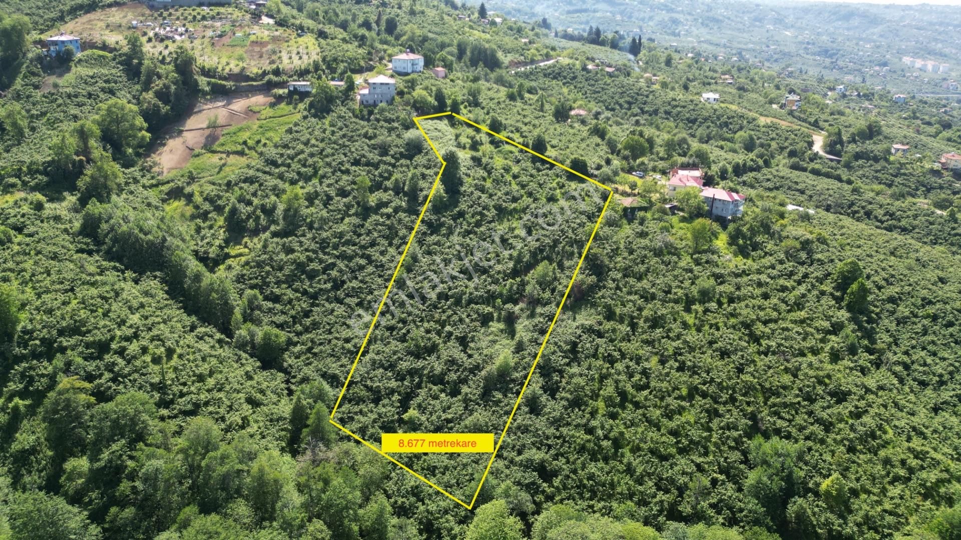 Vakfıkebir Cumhuriyet Mah. Satılık 8.677 Metrekare Fındıklık Arazi - Görsel 4