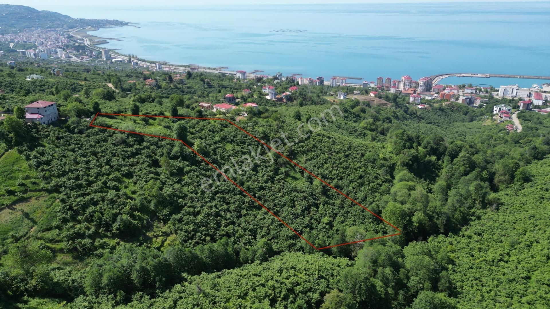 Vakfıkebir Cumhuriyet Mah. Satılık 8.677 Metrekare Fındıklık Arazi - Görsel 2