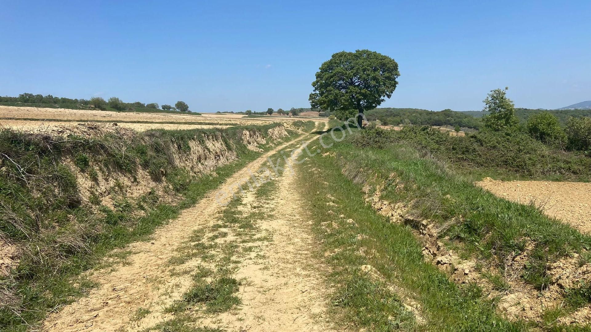 Yayla Köyü'nde Kadastro Yoluna Cephe, Denize Yakın 547 M² Yatırımlık Hisseli Tarla!