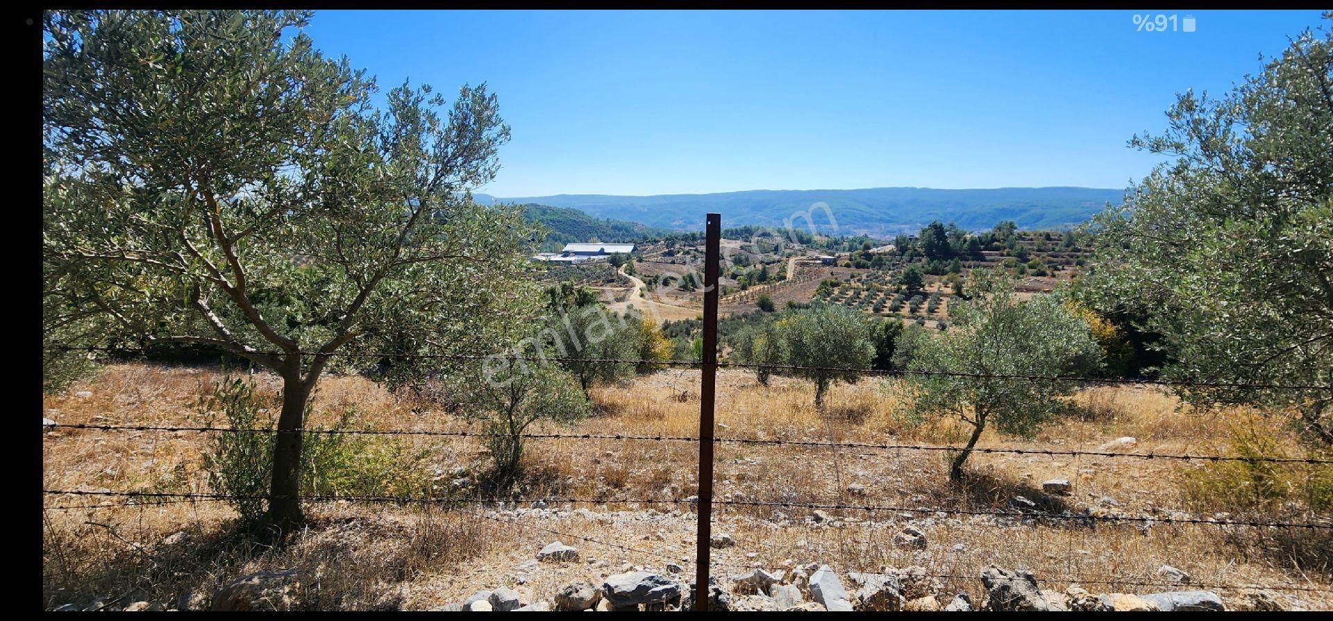Mugla Yeniköyde Tarla.