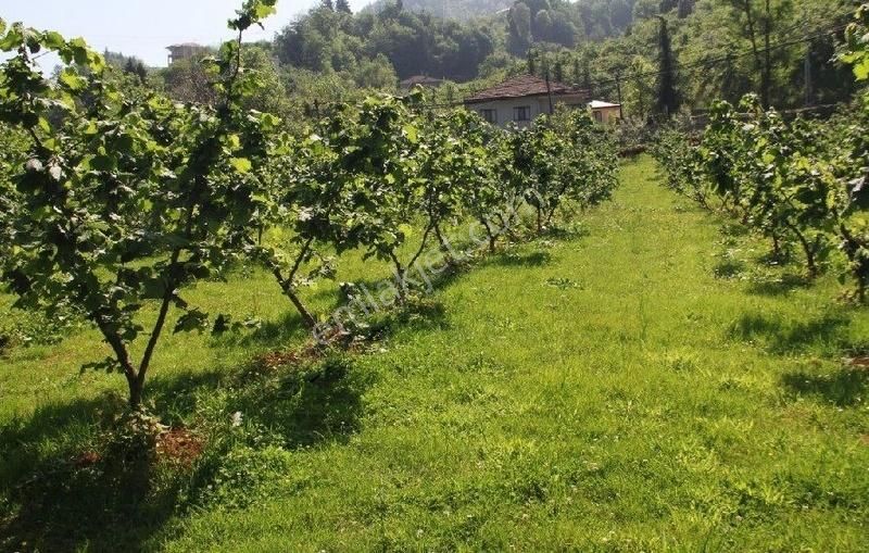 Tarla Acil Satılık