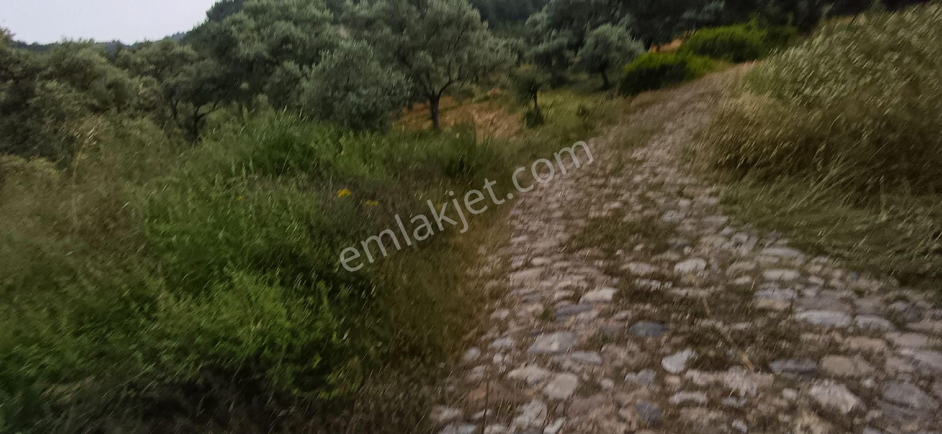 Muğla Milas Alatepe Köyünde Zeytinli Tarla Satılık 2 Milyon Tl