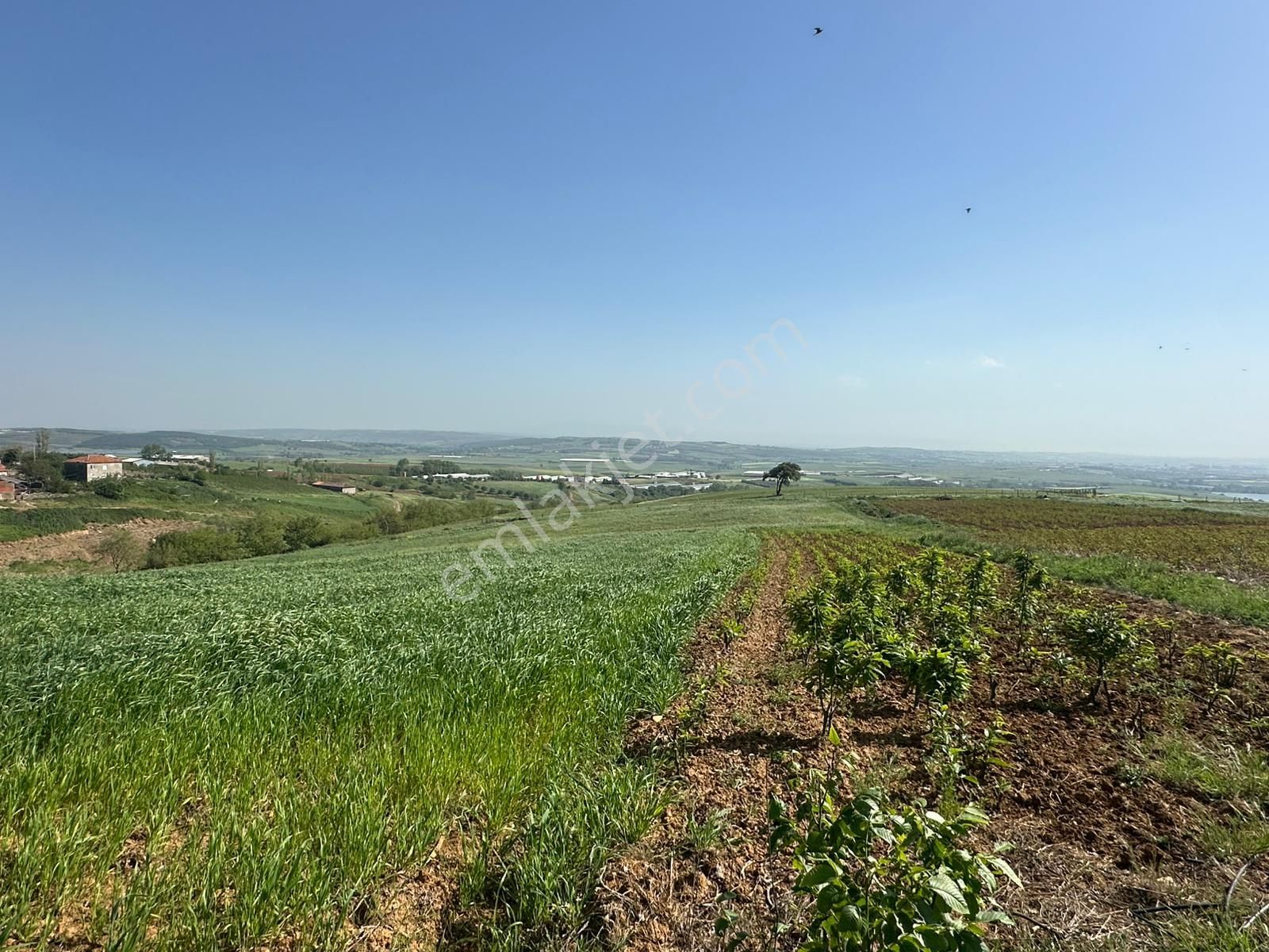 Dekor Emlaktan Bandırma'nın Yeşil Cenneti Eriklide Muazzam Tarla - Görsel 12