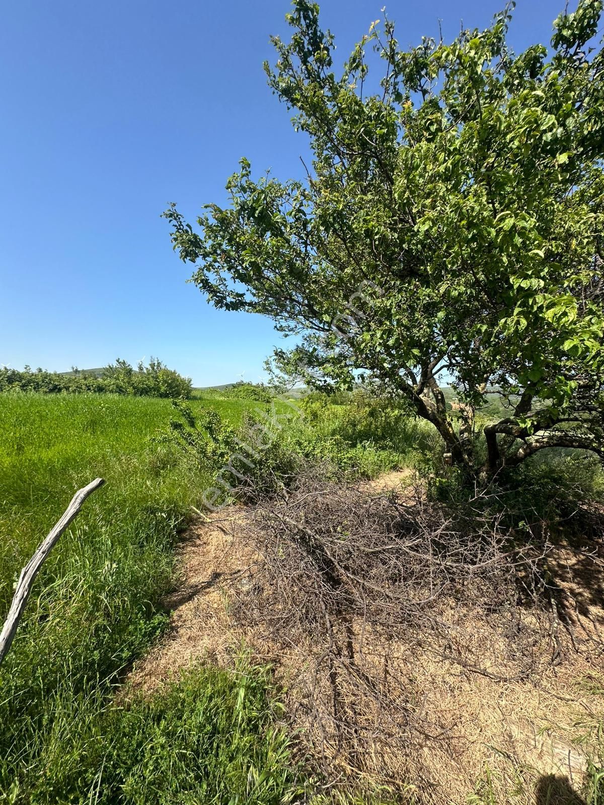 Dekor Emlaktan Bandırma'nın Yeşil Cenneti Eriklide Muazzam Tarla - Görsel 6