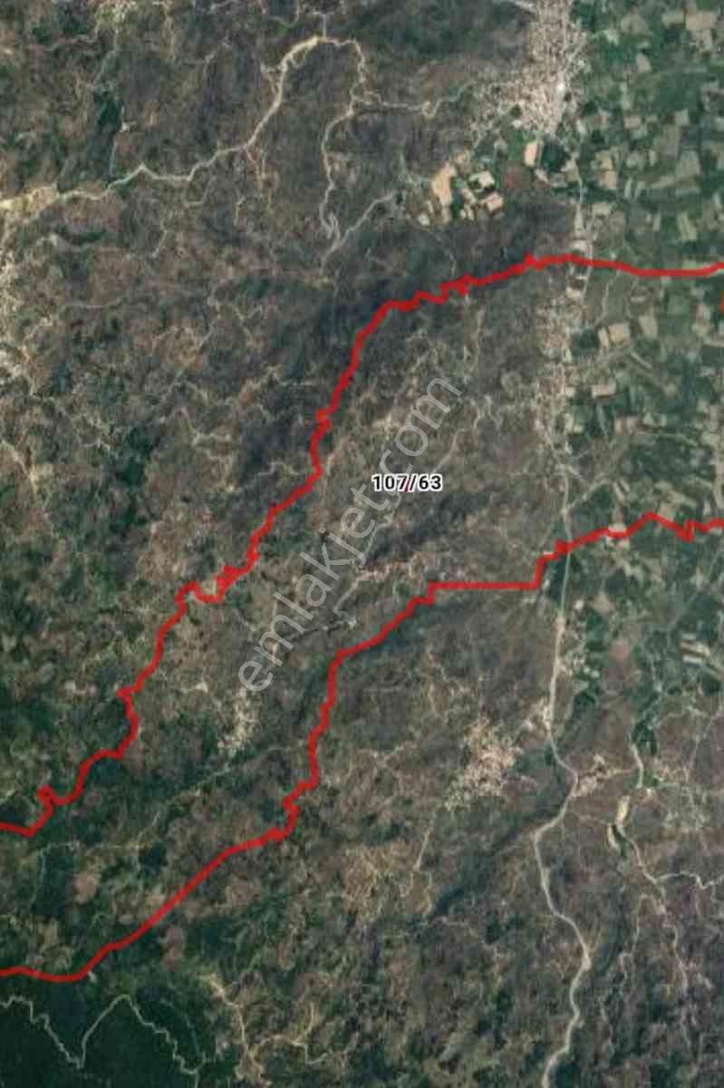 Aydın Karpuzlu Koğuk Mahallesınde Satılık Zeytınlık