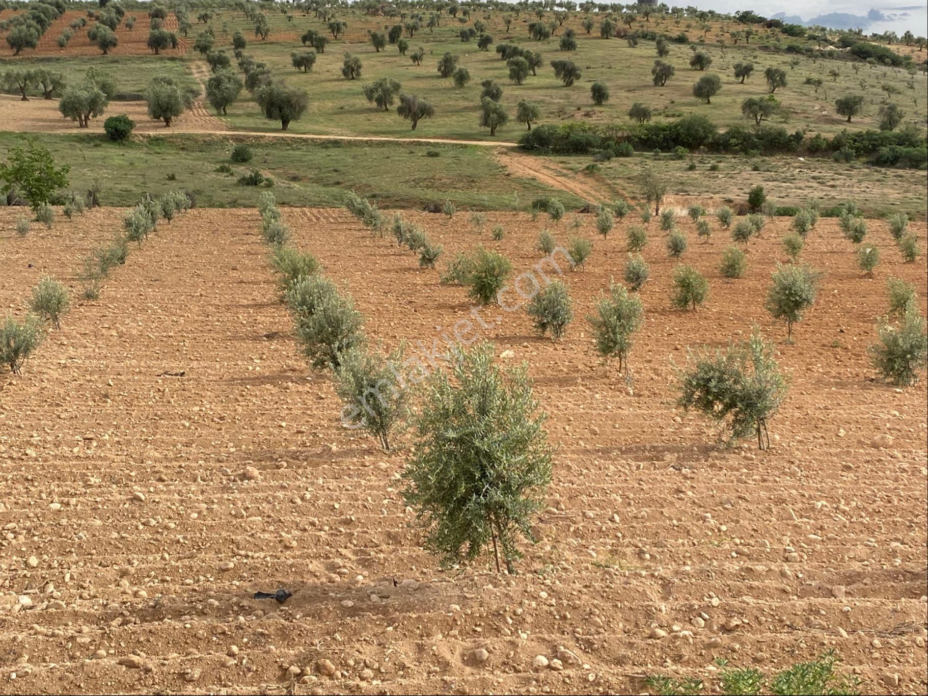 Kilis Merkez Demirışık’ta Satılık 3400 Metre 125 Ağaç Zeytinlik