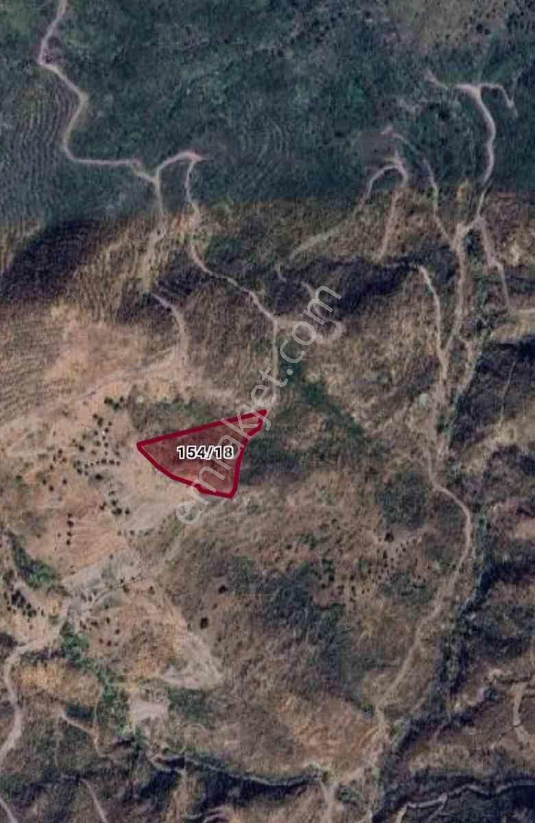 Muğla Mılas Bozalan'da Satılık Zeytınlı Tarla