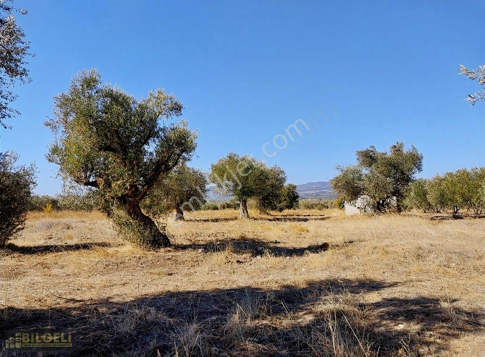 Çakmaklı Köyünde 6800 M2 Yolu Olan Satılık Zeytinlik - Görsel 3