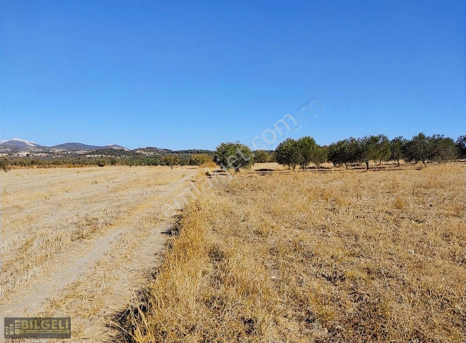 Çakmaklı Köyünde 6800 M2 Yolu Olan Satılık Zeytinlik - Görsel 6