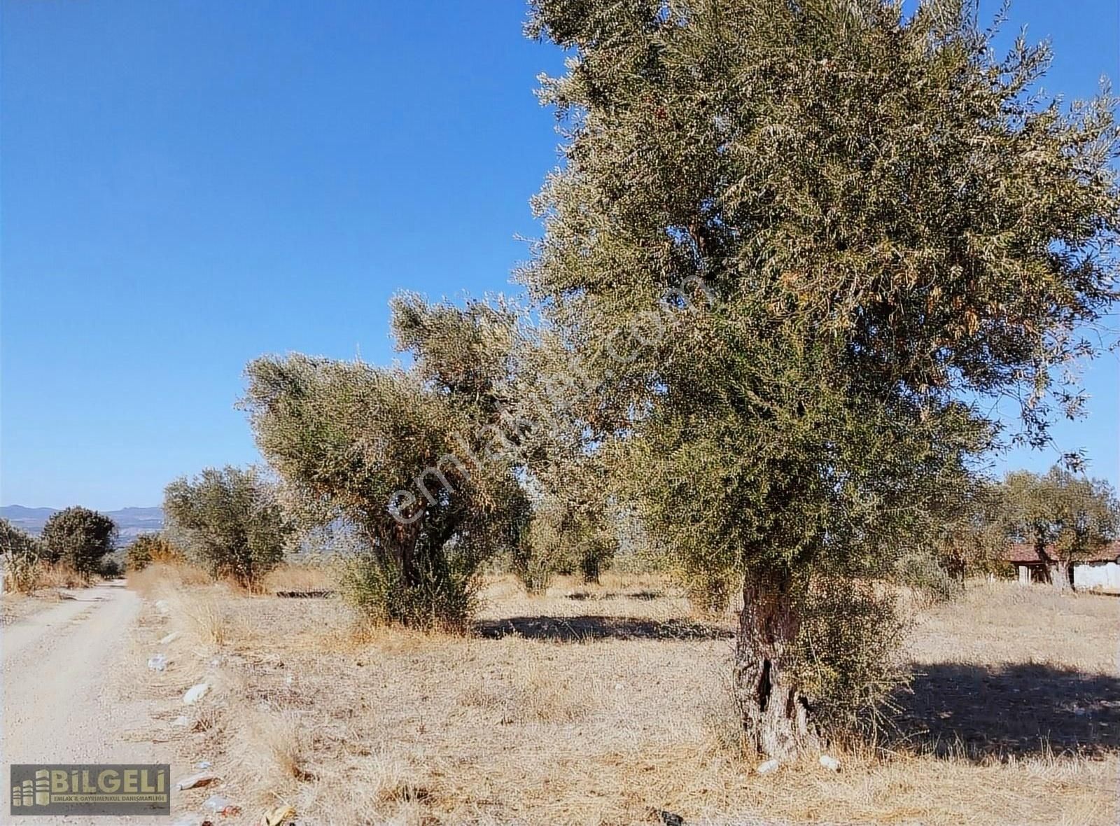 Çakmaklı Köyünde 6800 M2 Yolu Olan Satılık Zeytinlik
