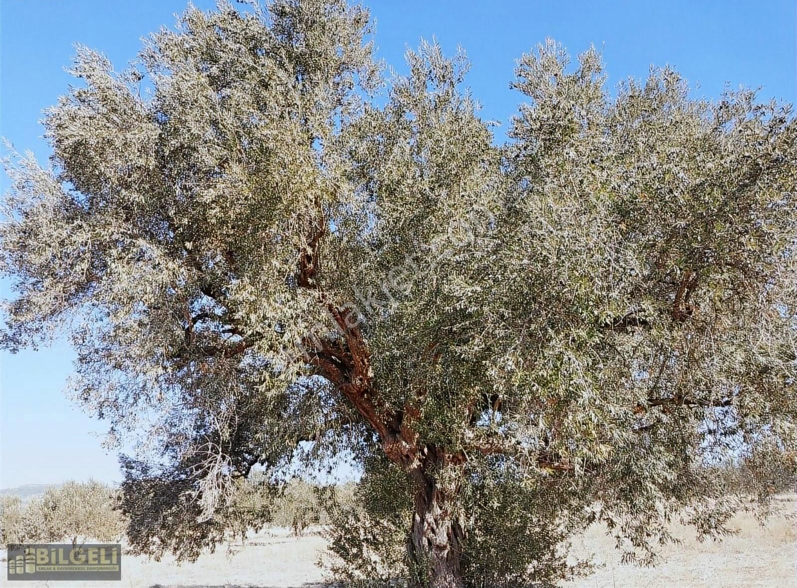 Çakmaklı Köyünde 6800 M2 Yolu Olan Satılık Zeytinlik - Görsel 15