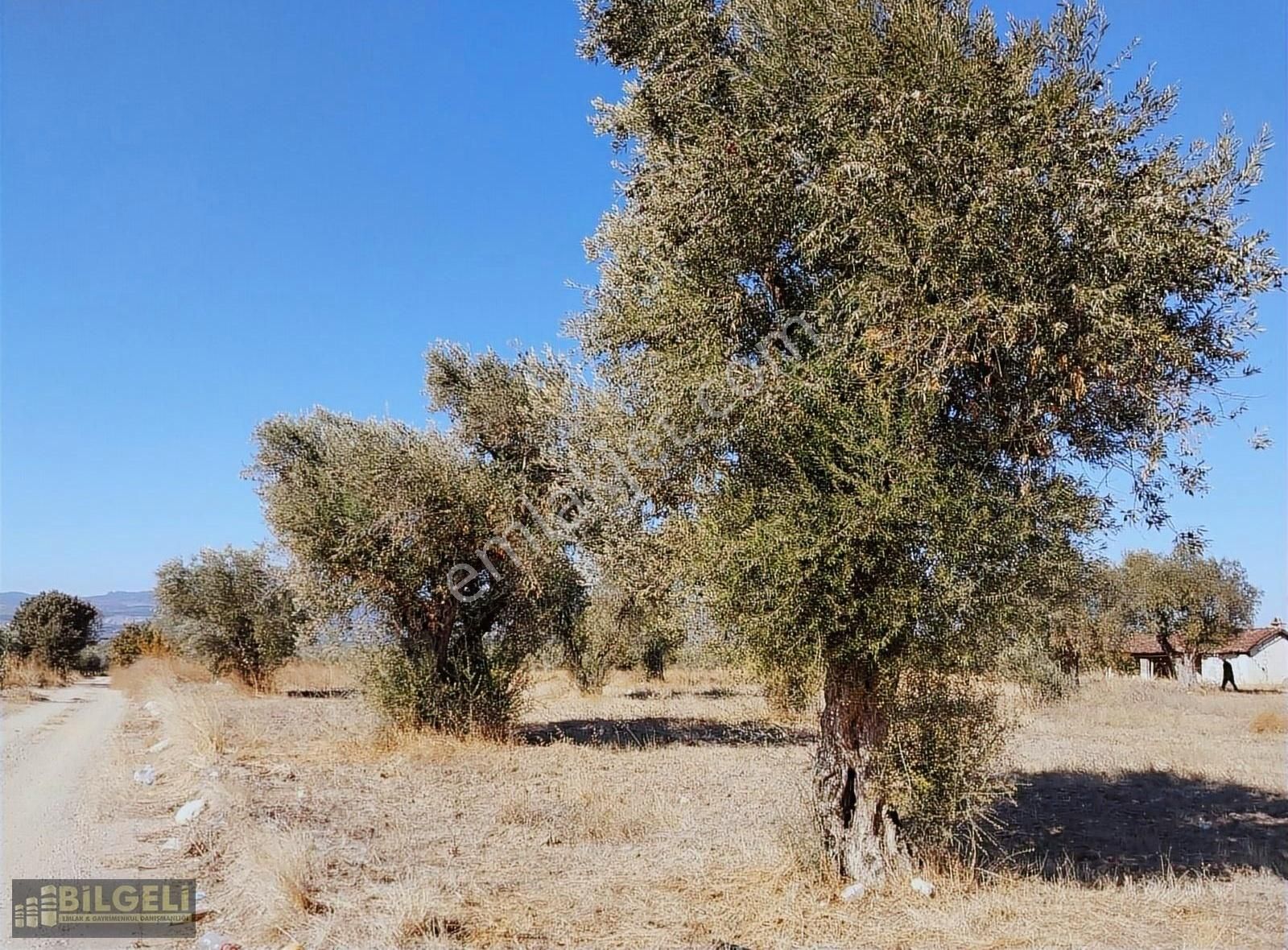 Çakmaklı Köyünde 6800 M2 Yolu Olan Satılık Zeytinlik - Görsel 2