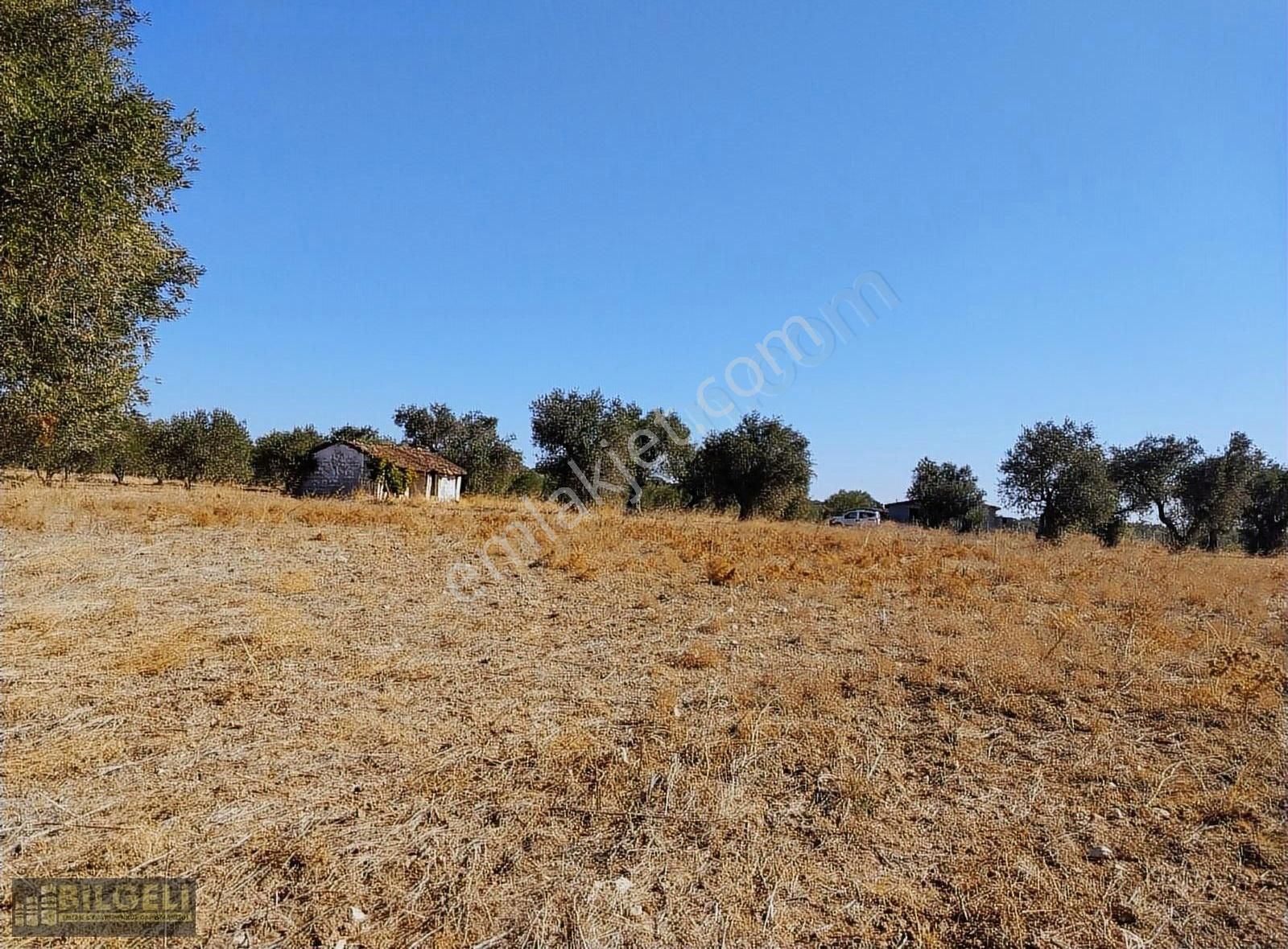 Çakmaklı Köyünde 6800 M2 Yolu Olan Satılık Zeytinlik - Görsel 9