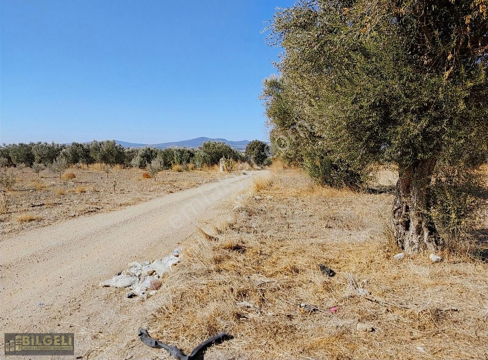 Çakmaklı Köyünde 6800 M2 Yolu Olan Satılık Zeytinlik - Görsel 7