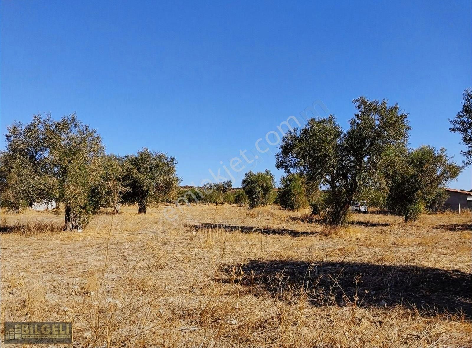 Çakmaklı Köyünde 6800 M2 Yolu Olan Satılık Zeytinlik - Görsel 12
