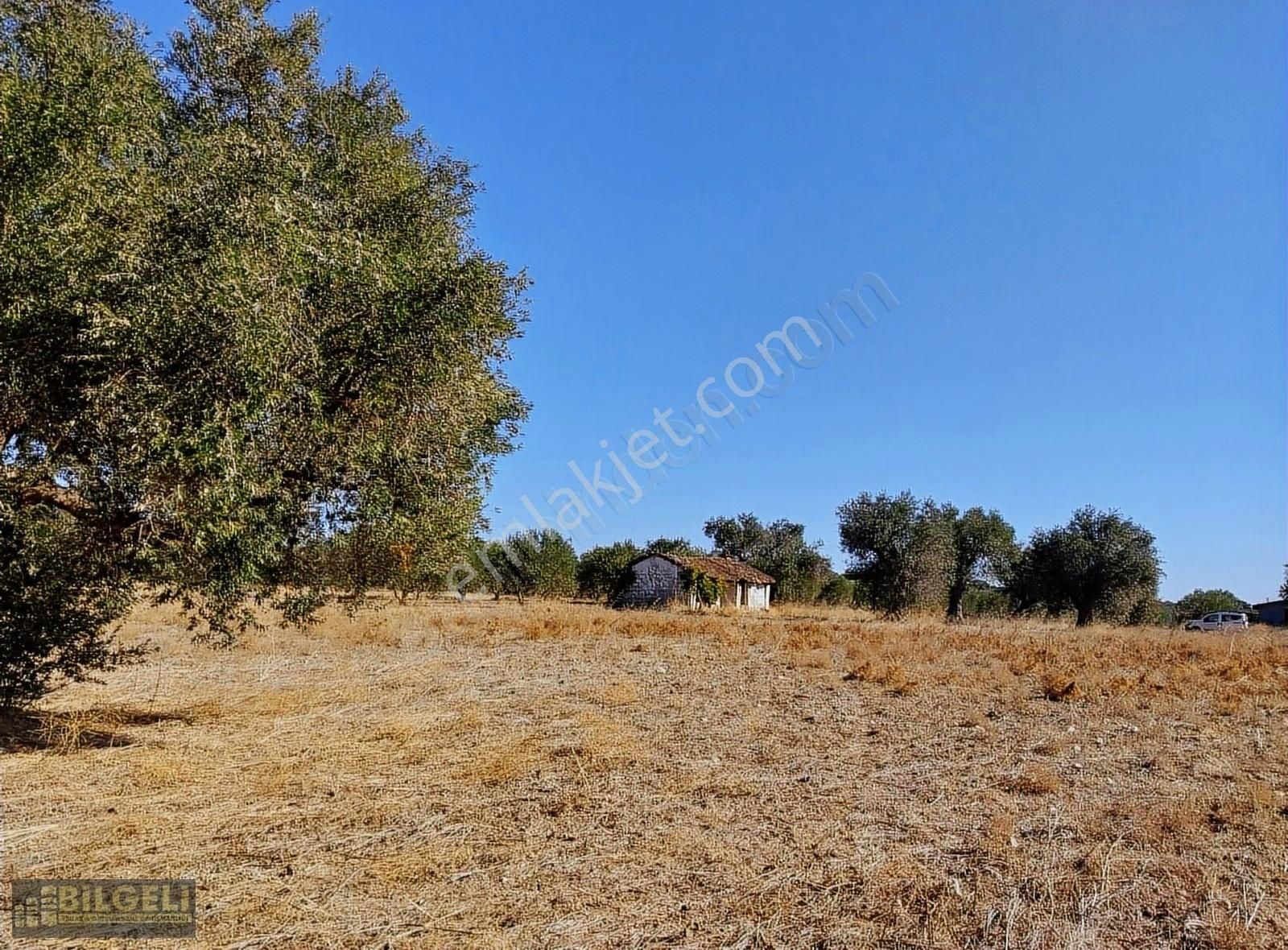 Çakmaklı Köyünde 6800 M2 Yolu Olan Satılık Zeytinlik - Görsel 8