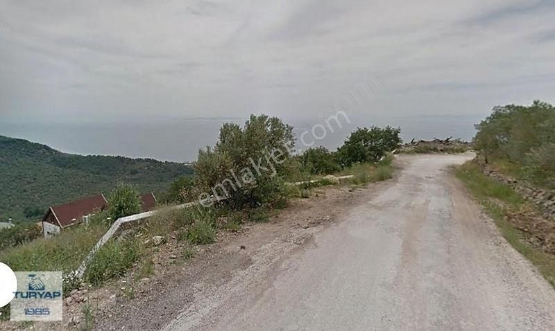 Çanakkale Ayvacık Sazlı Köyü 8.646 M2 Zeytinlik Sahile 2,9 Km