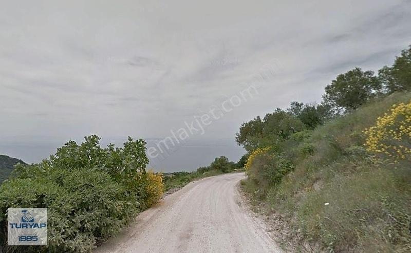 Çanakkale Ayvacık Sazlı Köyü 8.646 M2 Zeytinlik Sahile 2,9 Km - Görsel 3