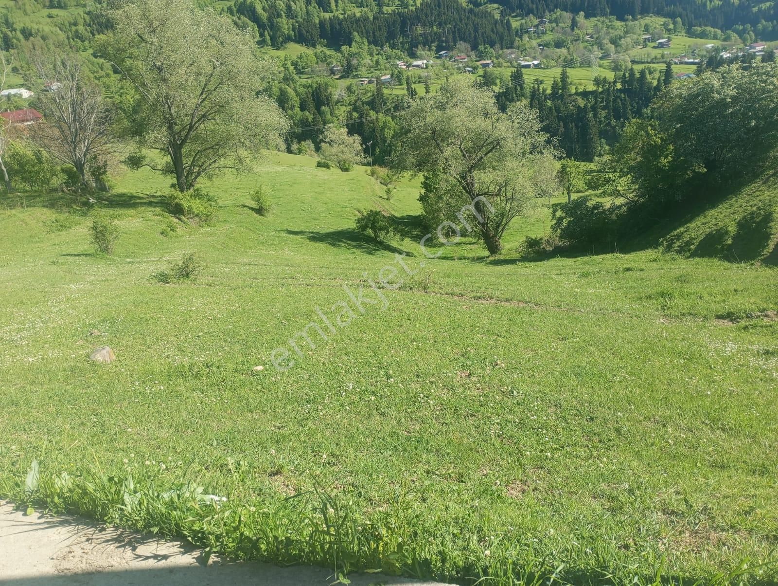 Bursa Kılıç Tan Şavşat Yavuzköy De Satılık 3113 M2 Ev Ve Bahçe