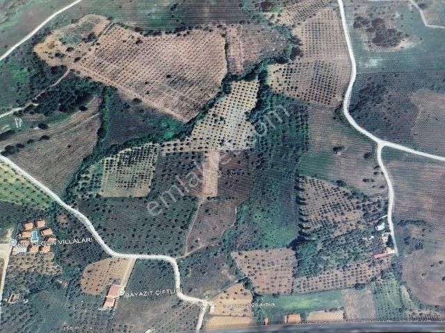 Kemalpaşa Yukurıkızılca Mahallesinde 12000 M2 Satılık Zeytinlik - Görsel 3