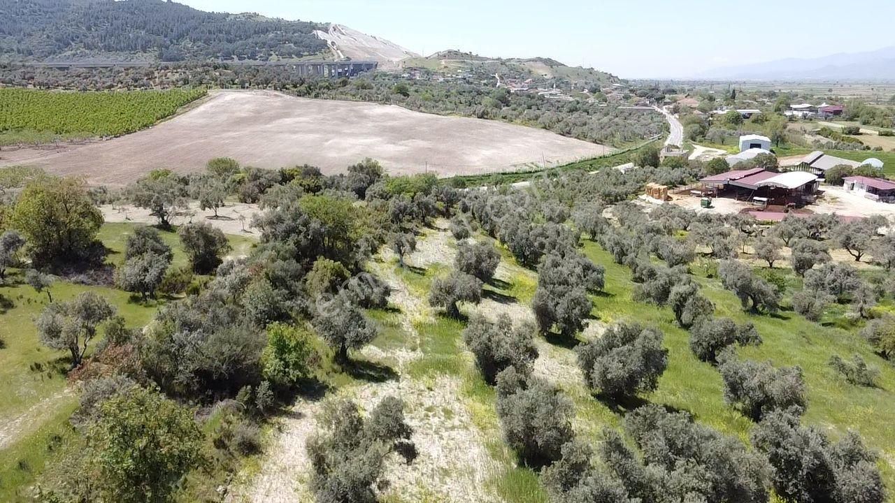 Yenipazar- Direcik Yolu Üzerinde 10.500 M2 Satılık Zeytinlik - Görsel 7