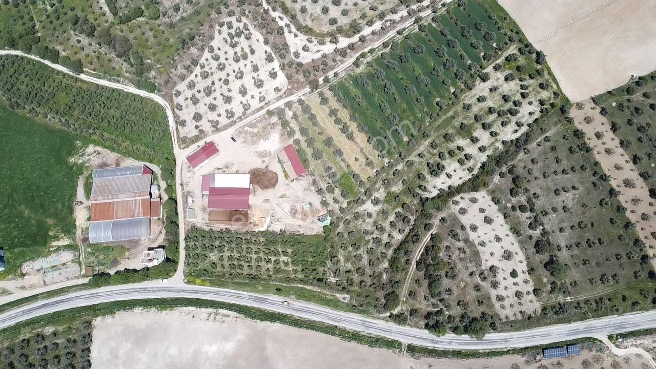 Yenipazar- Direcik Yolu Üzerinde 10.500 M2 Satılık Zeytinlik - Görsel 3