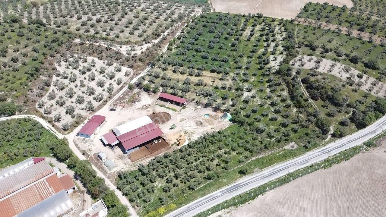 Yenipazar- Direcik Yolu Üzerinde 10.500 M2 Satılık Zeytinlik - Görsel 8