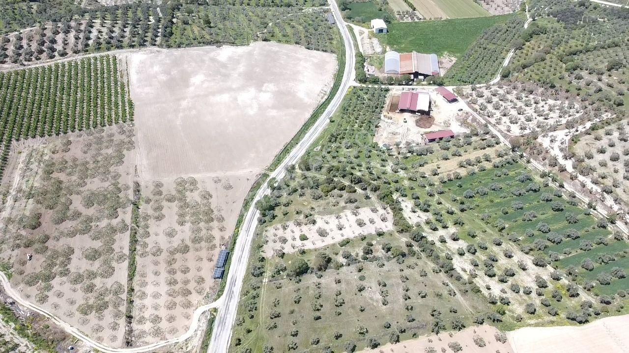 Yenipazar- Direcik Yolu Üzerinde 10.500 M2 Satılık Zeytinlik - Görsel 6