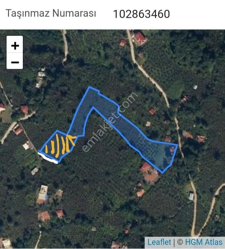 Ulubey'de Satılık Fındık Bahçesi