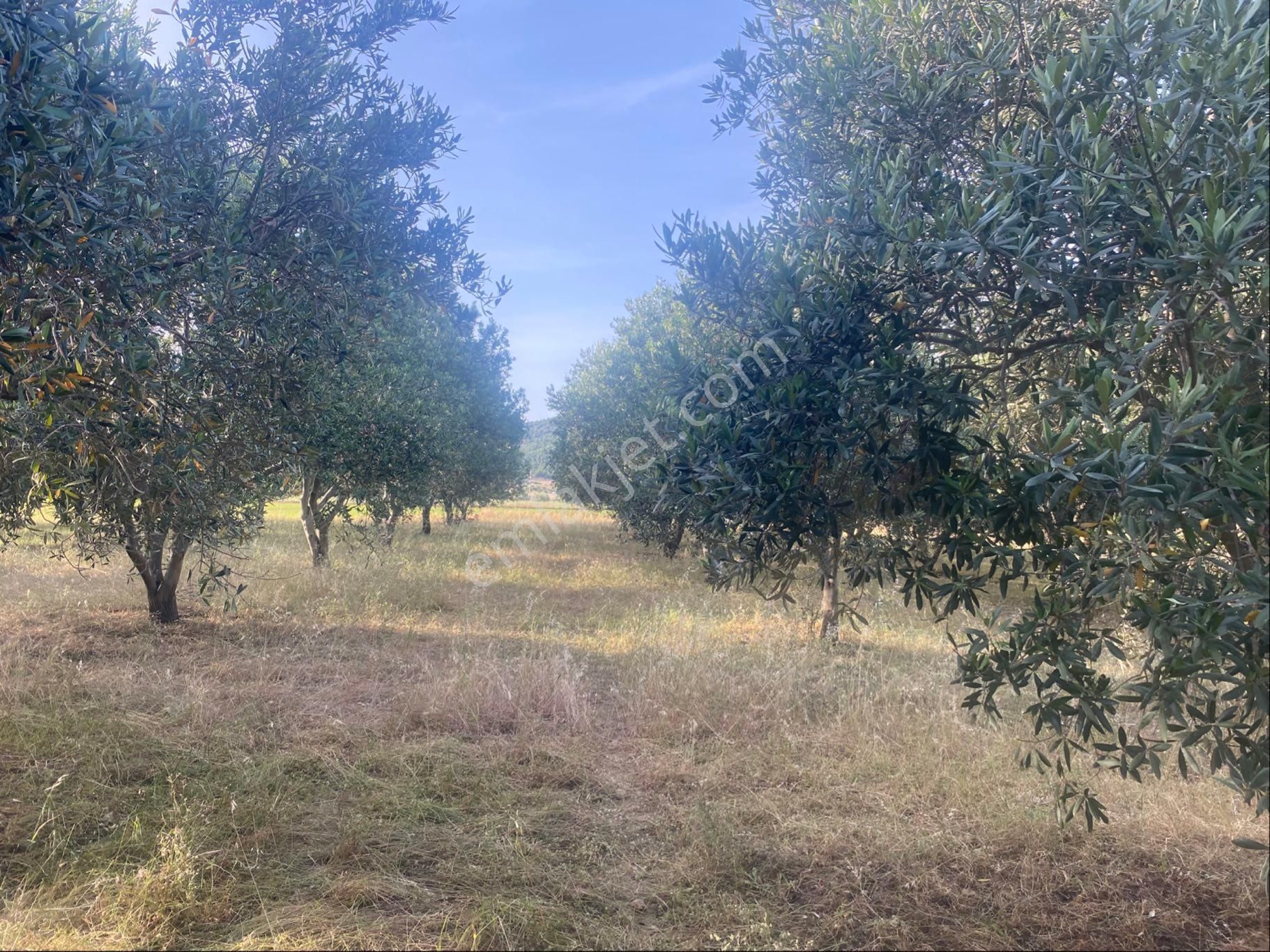 Tire Derebaşıverimli Zeytin Bahçesi - Görsel 6