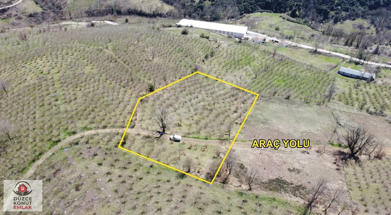 Düzce Konut Emlak | Nuhlar Köyü | Satılık 5250 M2 Fındıklık