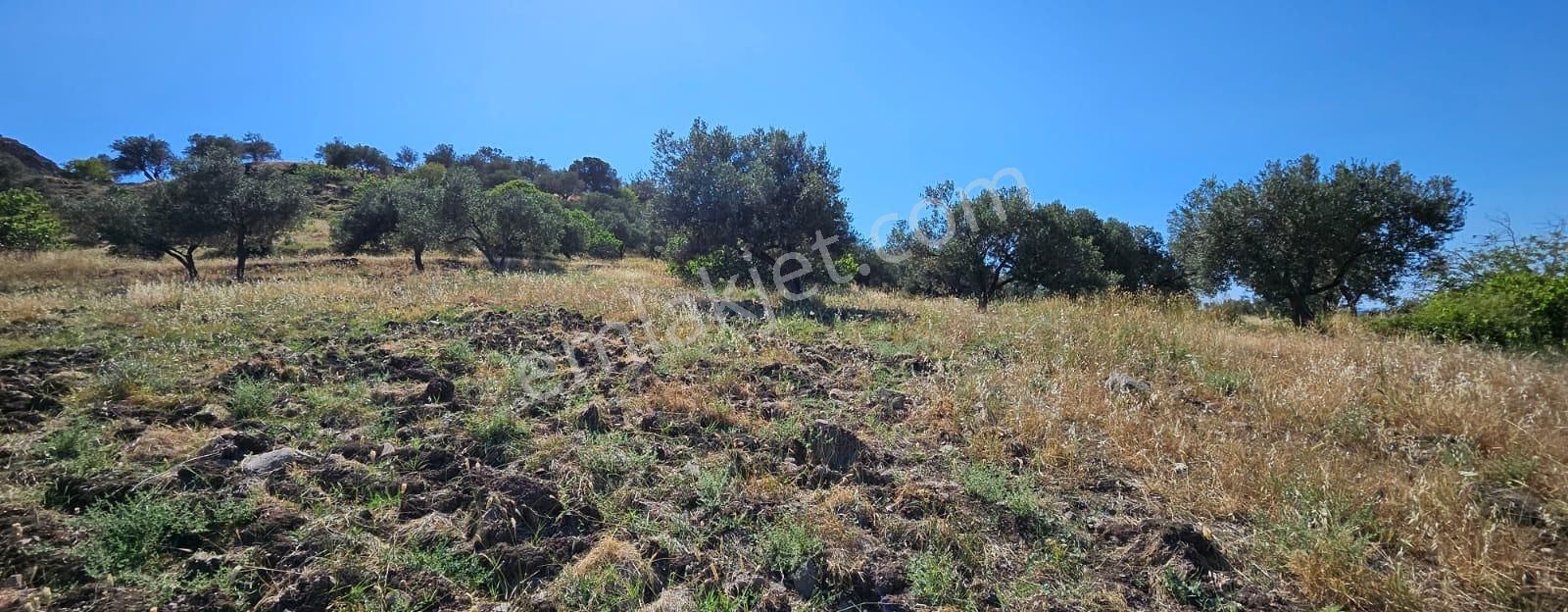 Cunda Yeni Yolda, Yola Sıfır, İmar Sınırında 8400m2 Zeytinlik