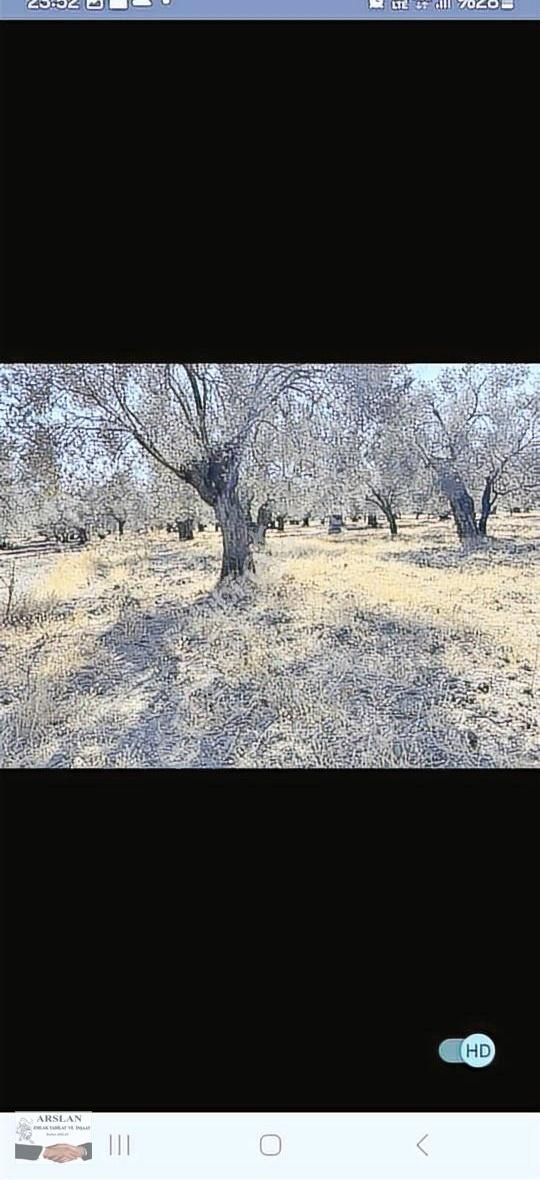 Arslan Emlaktan Zeytinlik - Görsel 2