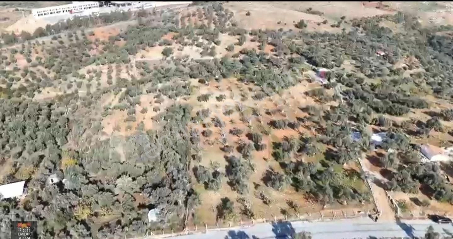 Aydın Germencik Mursallı Köyünde Satılık İncir Ve Zeytin Bahçesi