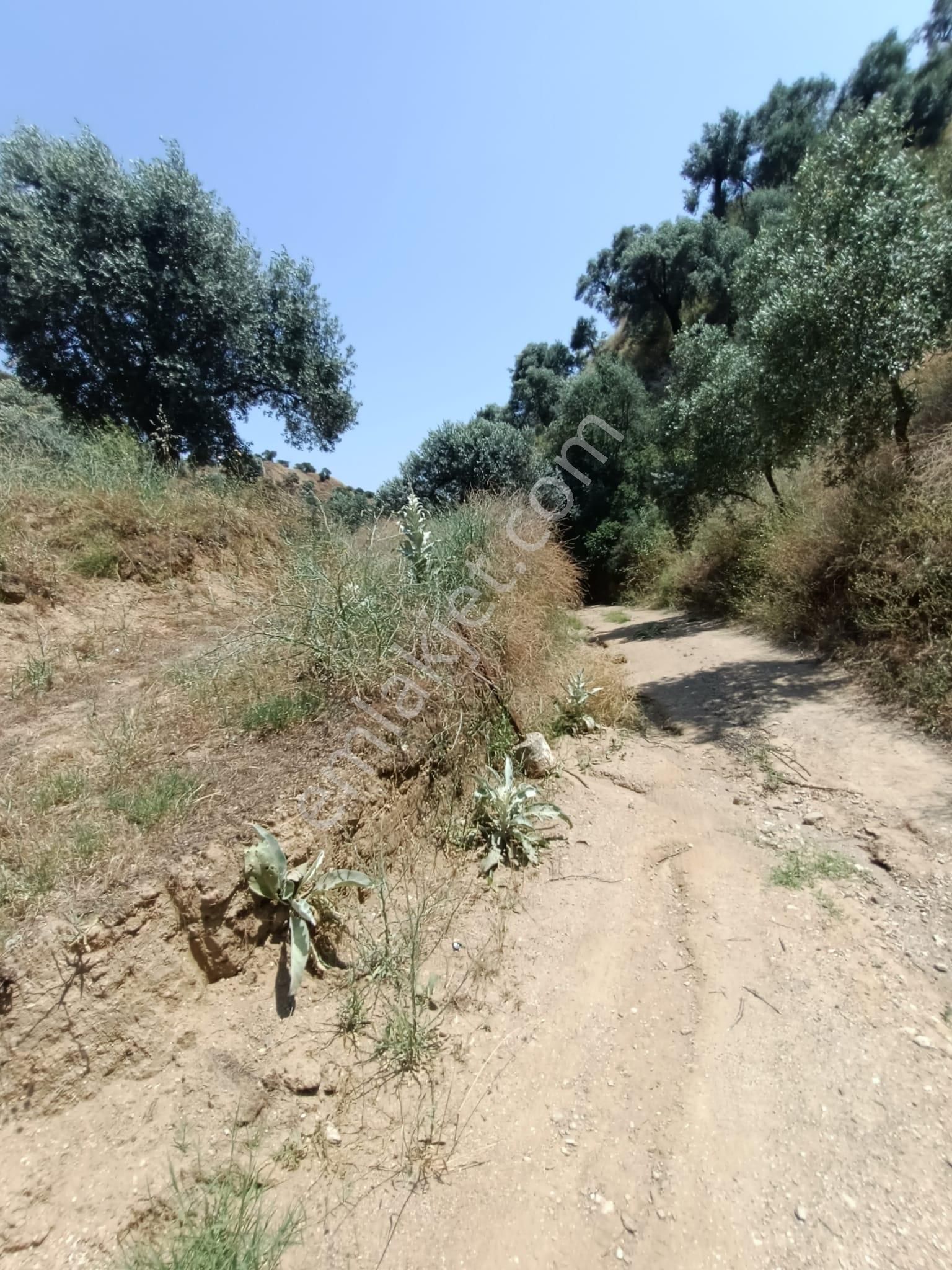Acil Fiyat Düştü Satılık Zeytinlik