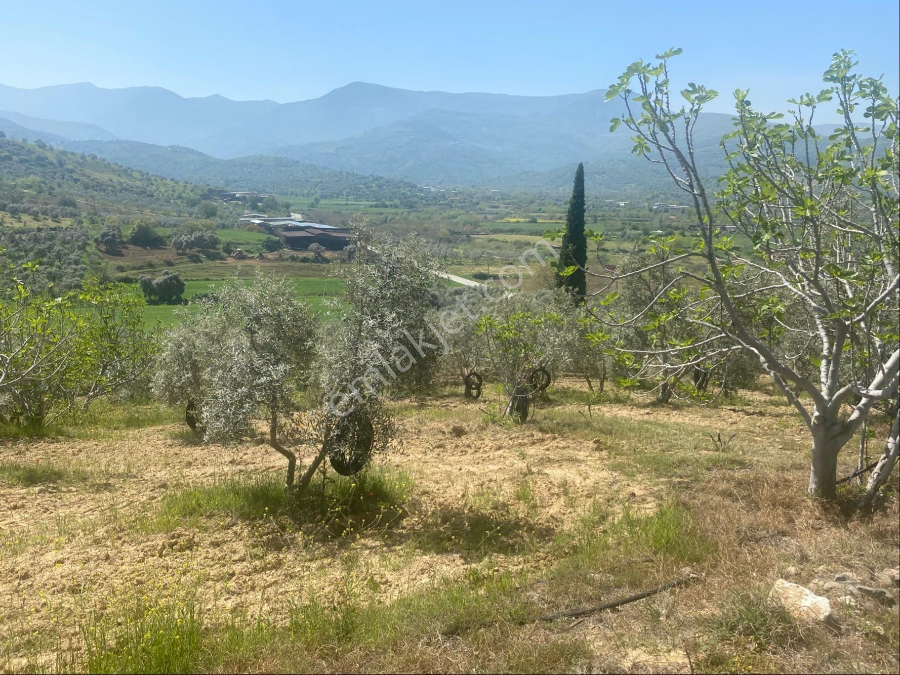 İzmir Tire Kırtepe Mh Satlılık Zeytinlik - Görsel 3