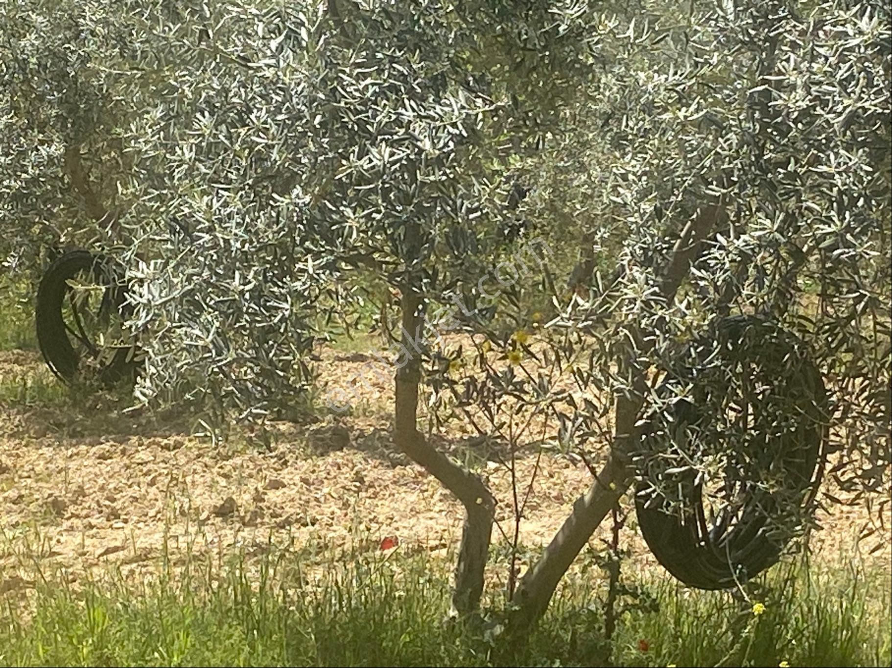İzmir Tire Kırtepe Mh Satlılık Zeytinlik - Görsel 2
