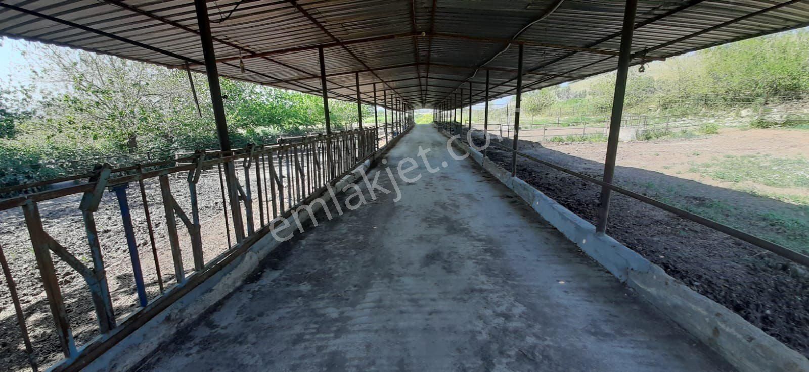 İzmir Ovakent Mahallesinde Satılık Çiftlik