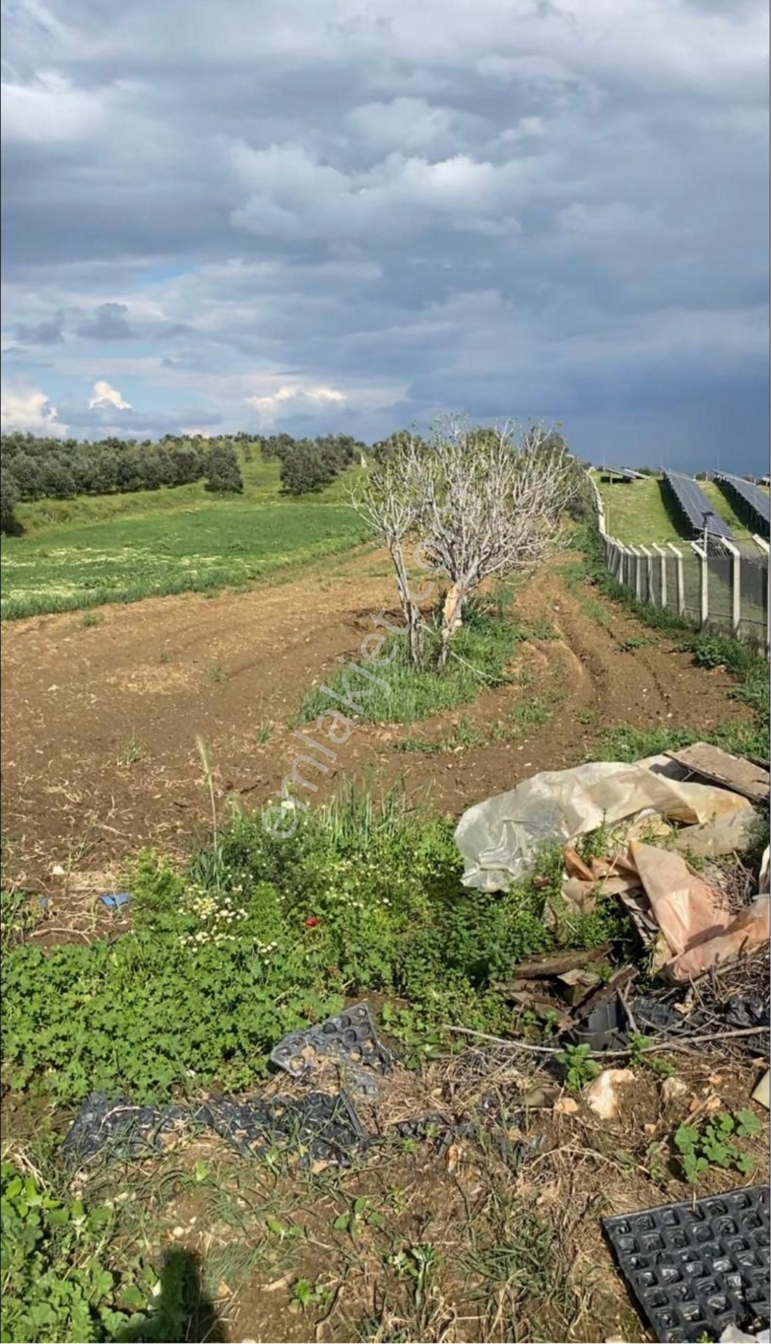 Doğayla Baş Başa Bir Yatırım: Tire De Zeytinlik - Görsel 3